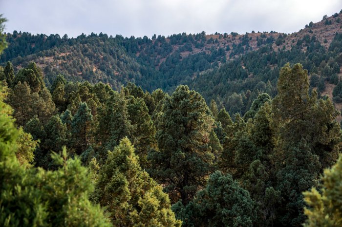 Миллий табиий мерос объектларига доир зарур талаблар белгиланди