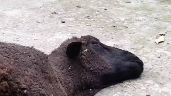 Тошкентда чорва молларини сўйиш билан ноқонуний шуғулланган шахс ушланди