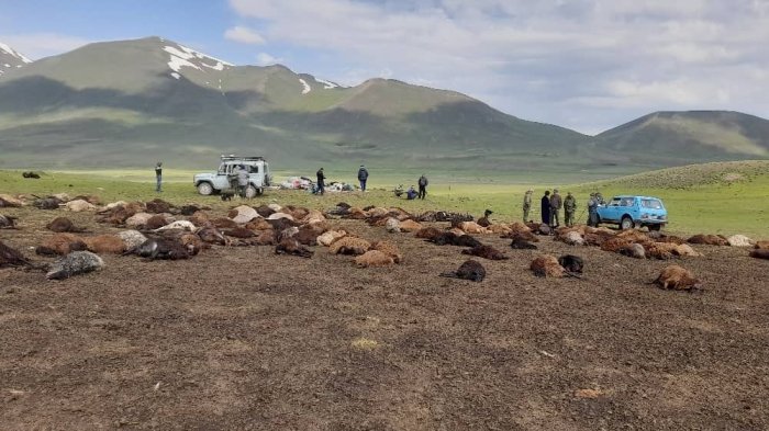 Tojikistonda chaqmoq urishi oqibatida cho‘pon va qo‘ylar podasi nobud bo‘ldi