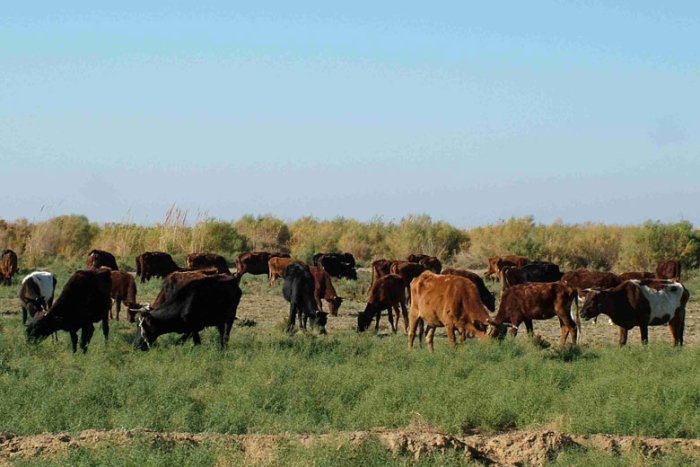 Chorvachilik yanada rivojlantiriladi