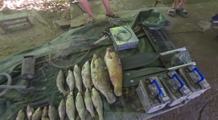 Sirdaryoda 19 ta baliqni noqonuniy ovlagan huquqbuzar ushlandi