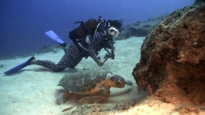 Turk Riviyerasida "caretta caretta mavsumi" boshlandi