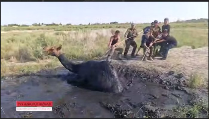 FVV qutqaruvchilari tomonidan botqoqqa botib qolgan tuya qutqarildi