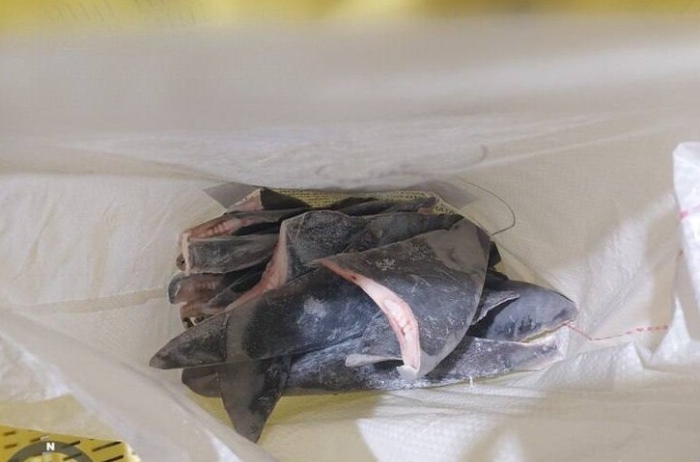 Бразилияда 28 тонна акула мусодара қилинди