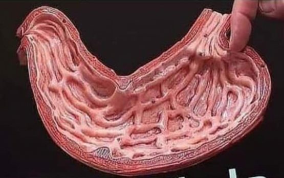 ОШҚОЗОН-ИЧАК ТИЗИМИ КАСАЛЛИКЛАРИ ҚАНДАЙ ОМИЛЛАР НАТИЖАСИДА ЮЗАГА КЕЛАДИ?