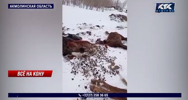 Oqmo‘la viloyatida 200 ga yaqin ot ochlikdan nobud bo‘ldi