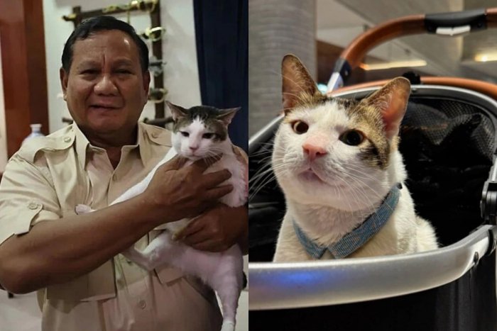 Индонезия президентининг кўчадан топиб олинган мушугини қўриқчилар қўриқлайди (видео)