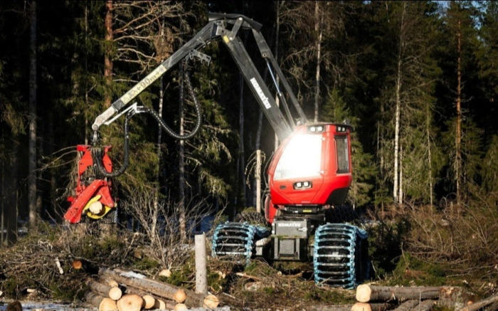 Швециянинг сўнгги табиий ўрмонлари чорак аср ичида йўқ бўлиб кетиши мумкин