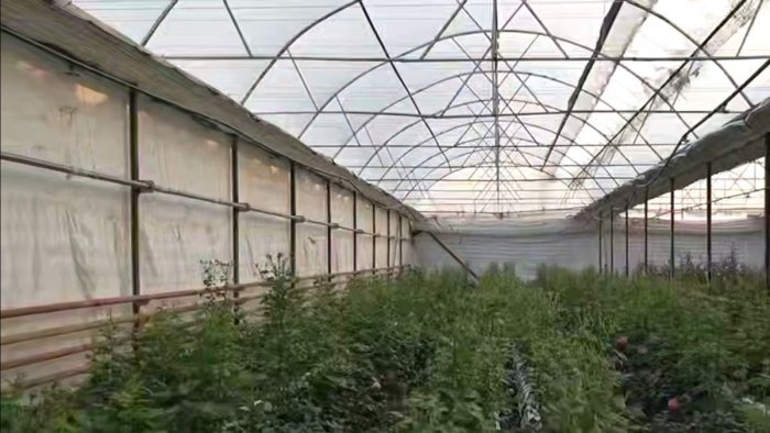 Тошкент атрофидаги иссиқхоналарга табиий газ етказиб бериш бошланди