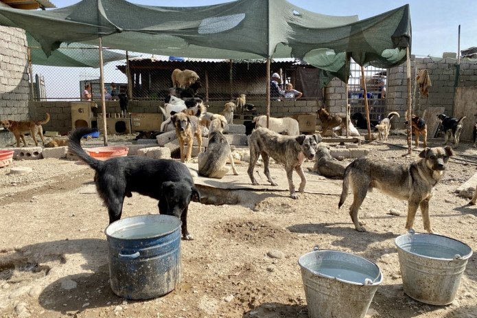 BAA qarovsiz hayvonlarni utilizasiya qilish to‘g‘risida farmon chiqardi