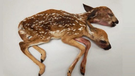 Ikki boshli kiyik bolasi topildi