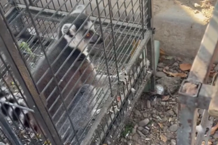 Toshkentda nodir lemurning noqonuniy savdosiga chek qo‘yildi