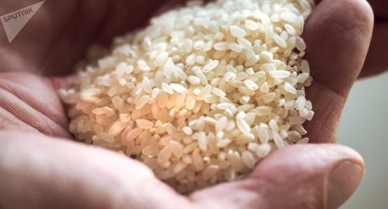 O‘zbekistonda suv tanqisligi sababli sholi ekiladigan maydonlar kamaytiriladi