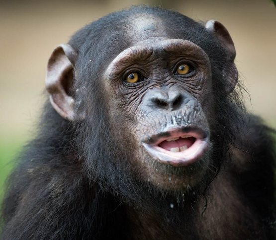 Ана холос! Дунёга “маймун гриппи” хавф солмоқда