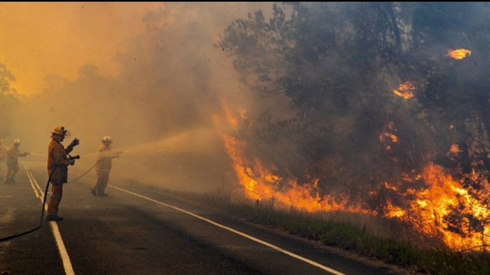 Ҳаддан ташқари иссиқ туфайли Австралияда 300 минг гектардан ортиқ ўрмон ёниб кетди