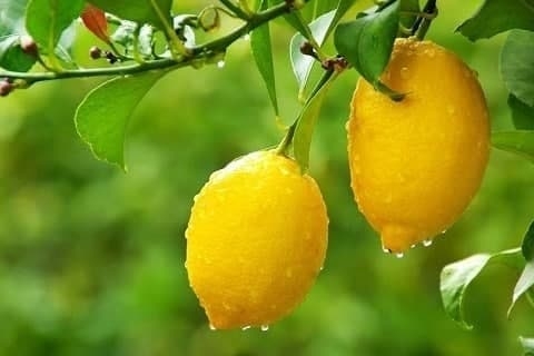 Ўзбекистон 2,1 минг тонна лимон экспорт қилган