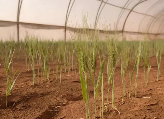 Россиялик олимлар “Марс тупроғи”да арпа ўстиришга муваффақ бўлди