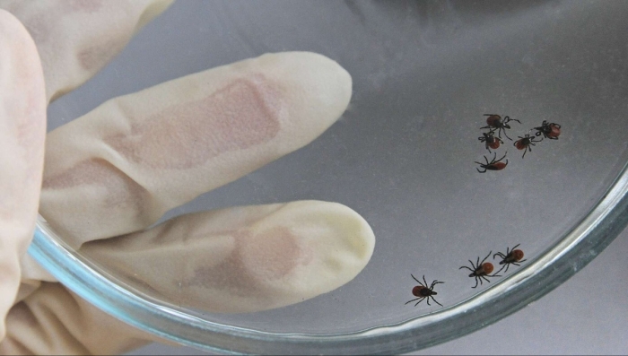 Қрим-Конго геморрагик иситмаси бўйича Ўзбекистондаги вазият маълум қилинди