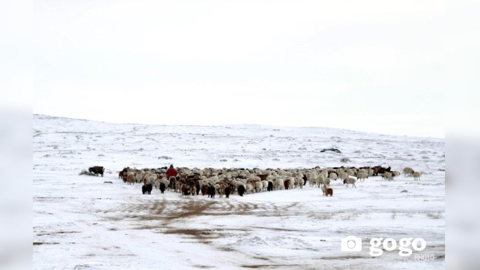 Mo‘g‘ulistonda 2,9 milliondan ortiq chorva mollari ocharchilik sabab nobud bo‘ldi