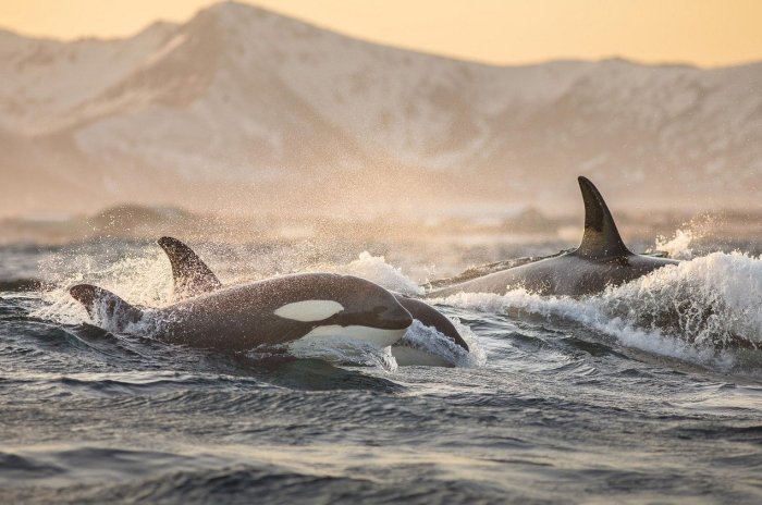 Kitlar galasi kemaga hujum qildi