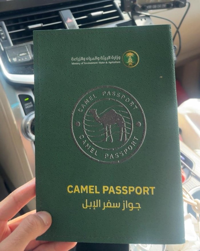 Саудия Арабистонида туялар учун паспорт жорий этилди