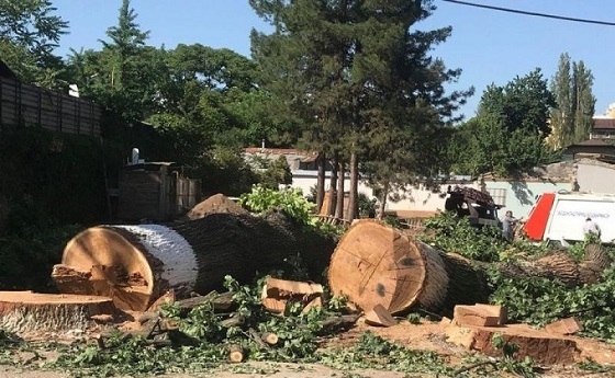 O‘zbekistonda qimmatbaho daraxtlarning kesilishi 48 foizga kamaydi