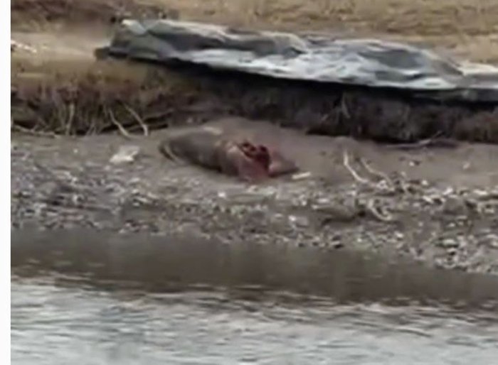 Bekobodda IIB xodimi urib yuborgan erkakning jasadi 80 kundan so‘ng topildi