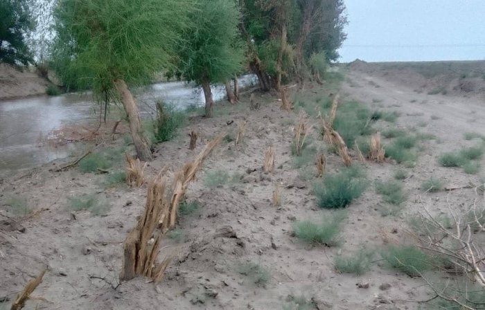 Buxoroda daraxt kesgan tadbirkor 1 mlrd 302 mln so‘m zarar to‘laydigan bo‘ldi