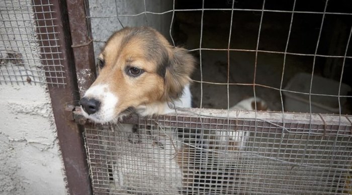 Ҳайвонларга нисбатан шафқатсиз муносабат бўлганларни 1 йилгача қамаш таклиф қилиняпти