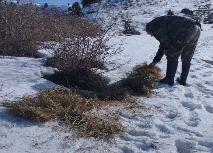 “Chotqol” qo‘riqxonasida jonivorlar uchun sun’iy ozuqa maydonchalari yaratildi
