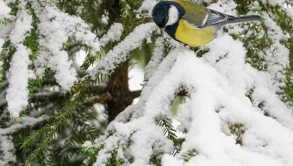 TEZKOR!!! Keyingi hafta O‘zbekistonda -27 darajagacha sovuq ob-havo kuzatiladi
