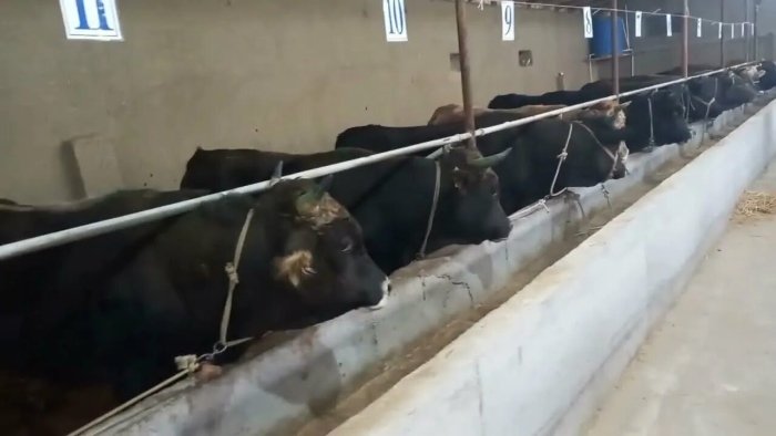 O‘zbekistonda nasldor chorva import qiluvchilar QQSdan ozod qilinadi
