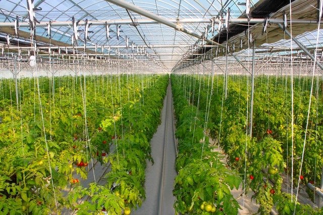 Toshkentdagi issiqxonalar Surxondaryoga ko‘chiriladi