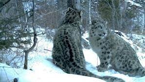 O‘zbekiston tog‘larida qancha qor qoploni qolgan?