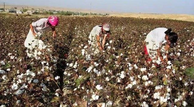 Majburiy mehnatga yo‘l qo‘ygan 8 nafar mansabdor jazolandi