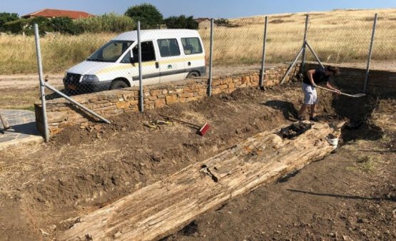 Gresiyada 20 million yillik daraxt topildi