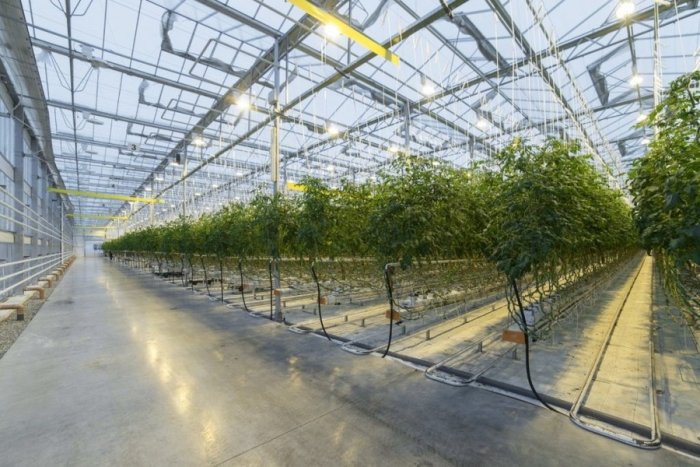 Бир хил маҳсулот, икки хил нарх: Сурхондарёда иссиқхона юритиш Тошкентдан 2,5 баравар арзон тушади