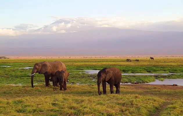  Namibiya hukumati yovvoyi hayvonlarni otishga qaror qildi