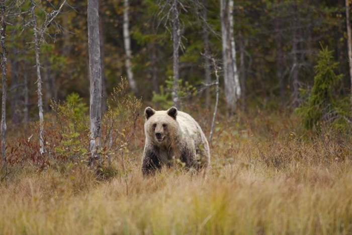 Kanadada ayiq hujumi oqibatida 11 kishi jarohatlandi