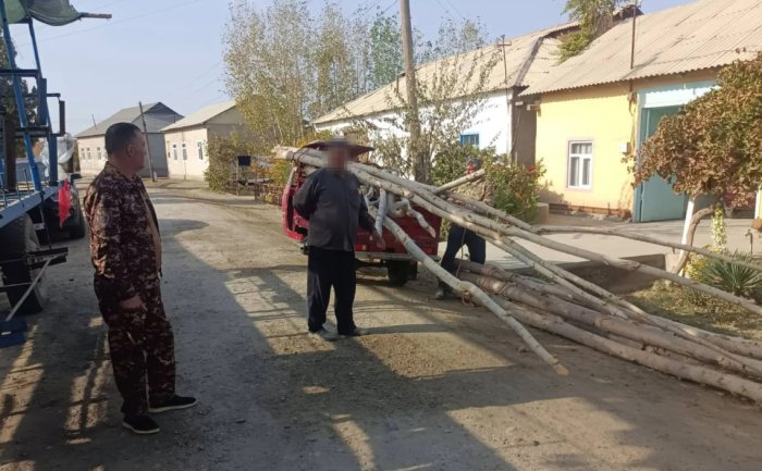 Бухорода фермер хўжалиги раҳбари 17 туп терак дарахтини кесиб ташлади