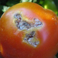 Pomidor kuyasi tarqalmoqda: u qanchalik zararli?