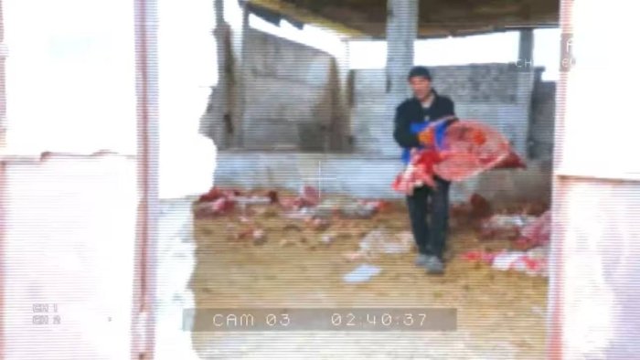Toshkent viloyatida eshak go‘shtini sotganlarga 2 yil   qamoq jazosi tayinlandi