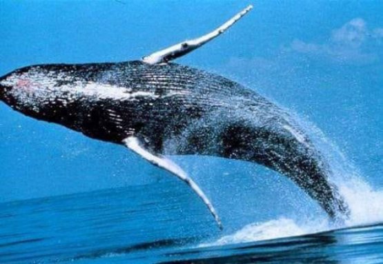Yuragining og‘irligi 600 kilogramm atrofida keladigan hayvon