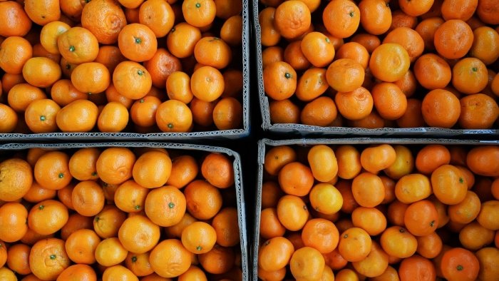 Turkiya Rossiyaga mandarin yetkazib berishni 20 foizga qisqartirdi