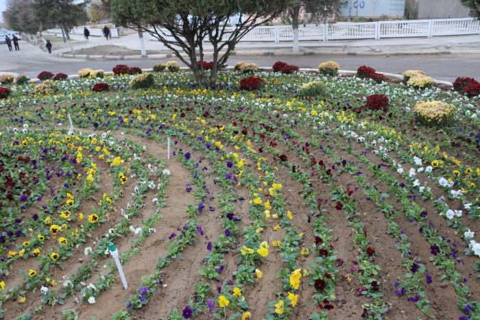 Toshkent shahar kengashi gul sotib olish uchun 5 mlrd so‘m ajratdi