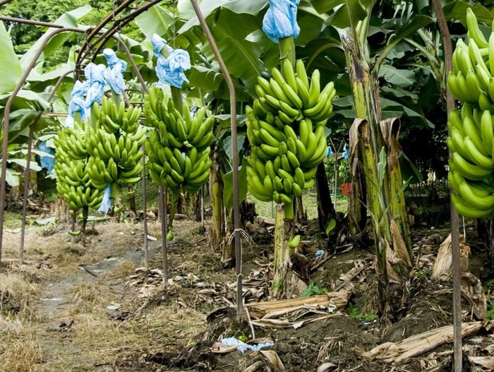 Bananning kelajagi tahdid ostida