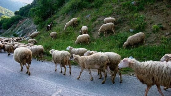 Yo‘l qoidasiga rioya qilmagan haydovchi 73ta qo‘yni o‘ldirdi