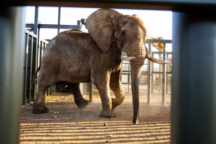 Janubiy Afrika hayvonot bog‘idagi so‘nggi fil 40 yillik tutqunlikdan keyin ozod etildi