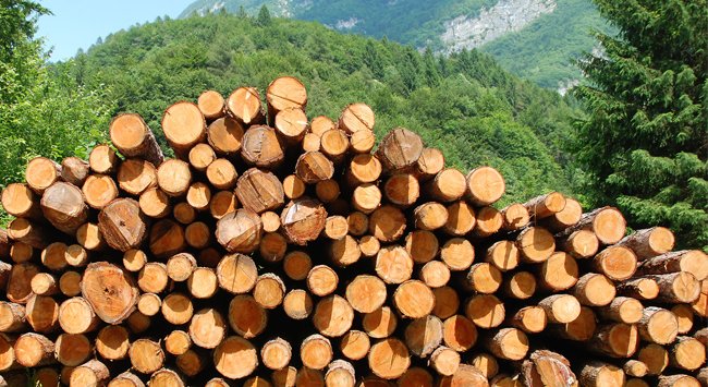 Qatarga Avstriya yog‘ochini yetkazib berish uch barobarga qimmatlashdi