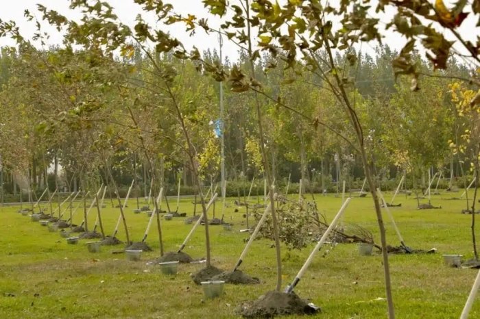 Samarqandda 80 ming daraxtli “Yashil bog‘” barpo etiladi